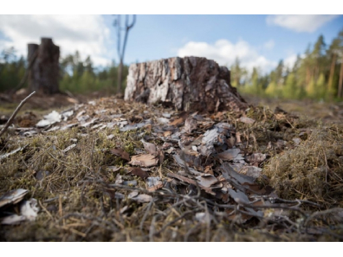 Šalčininkų rajone dėl žievėgraužio tipografo pažeistų miškų skelbiama stichinė nelaimė